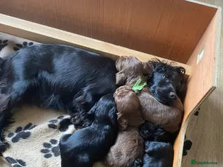 Cocker Spaniel dogs Gorgeous chocolate boys! - Advert 1