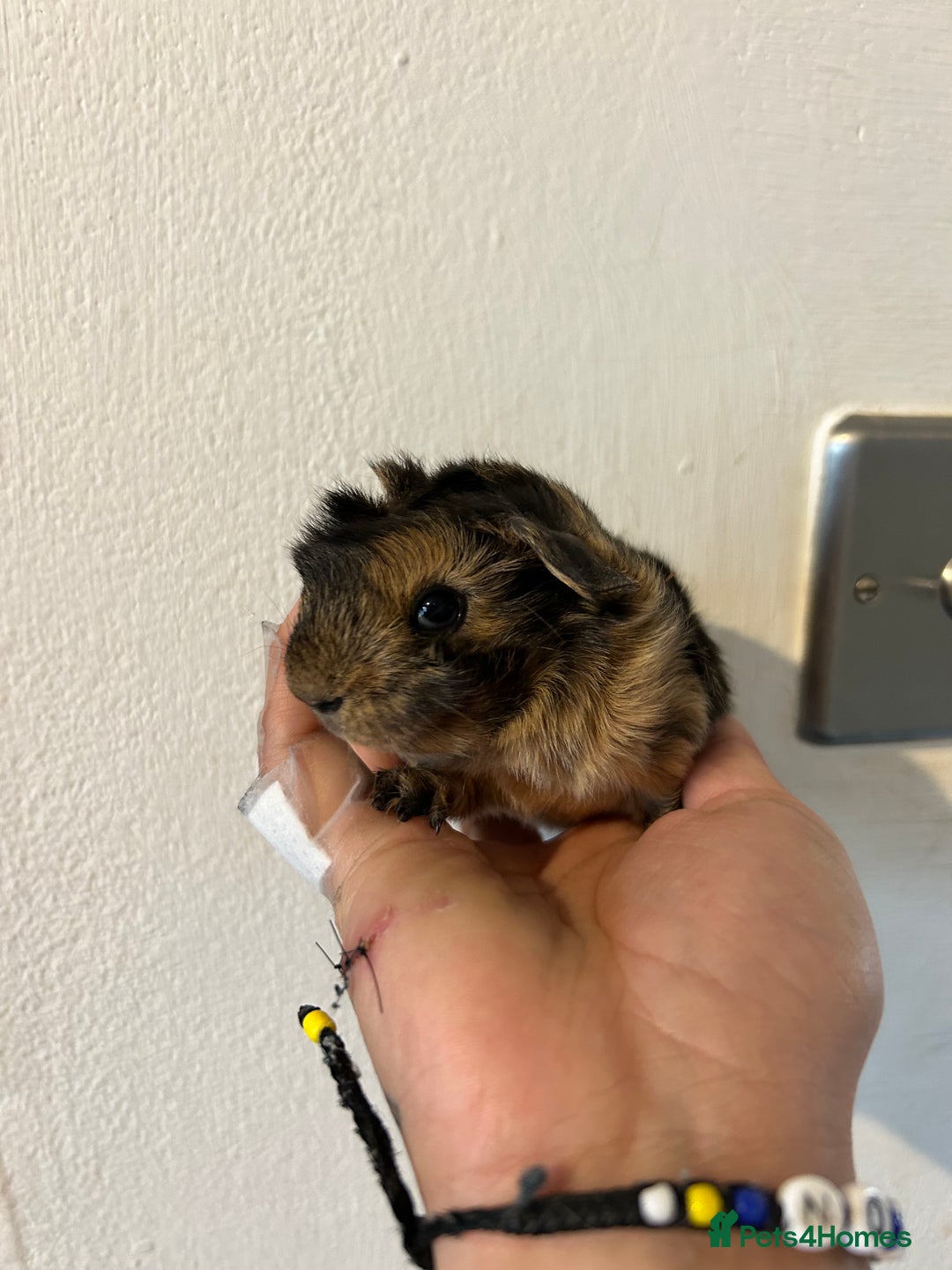 Guinea Pig rodents for sale: Beautiful Otter colour full peruvian& 3 PEWs   - Advert 6