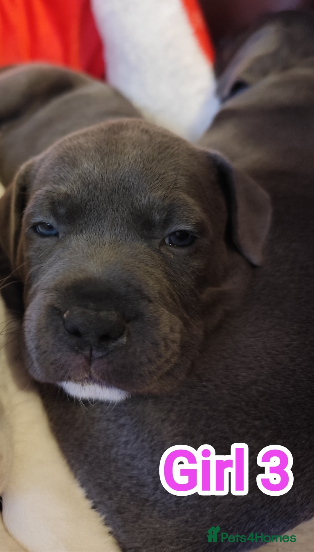 Staffordshire Bull Terrier dogs for sale: Staffordshire bull terrier puppies  - Advert 32