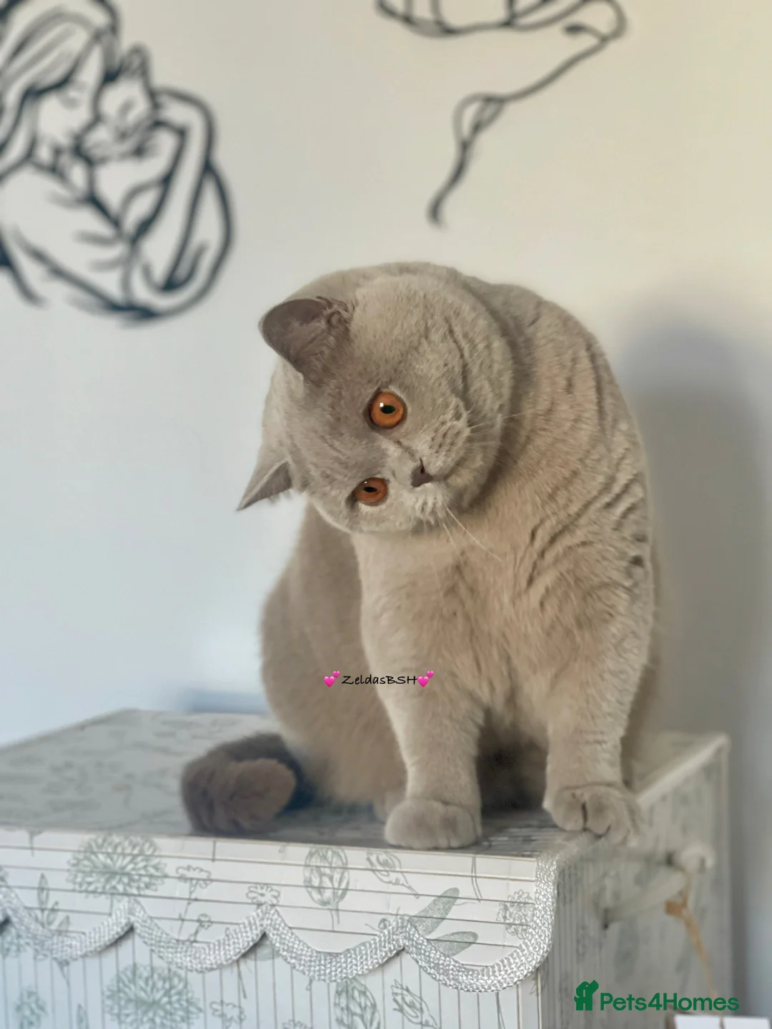 British Shorthair cats for sale: 💕Beautiful BSH lilac girl💕 - Advert 2