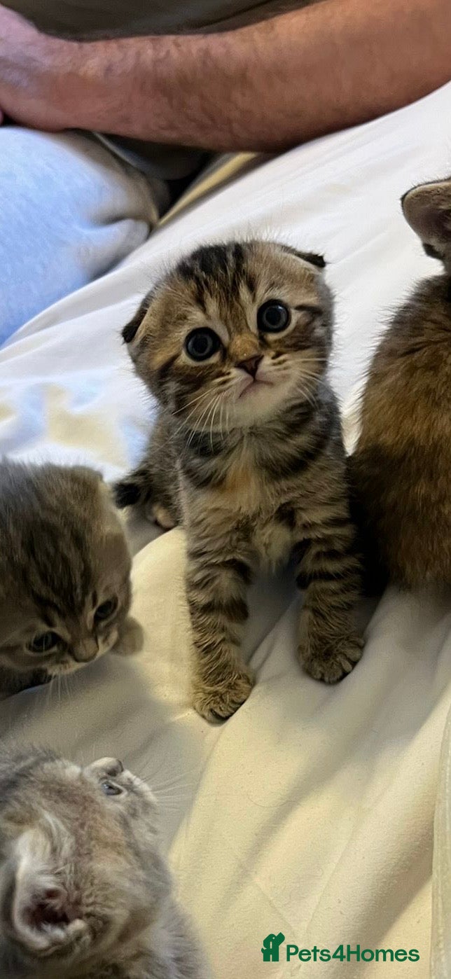 Scottish Fold cats Scottish fold / Straight kittens  - Advert 12