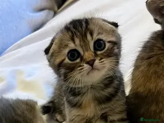 Scottish Fold cats Scottish fold / Straight kittens - Advert 12