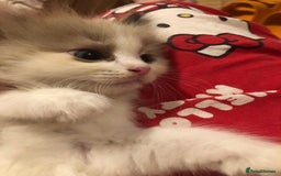 Ragdoll cats for sale: Tica Mink & Sepia Cherubim Ragdoll kittens. 2girls - Image 6