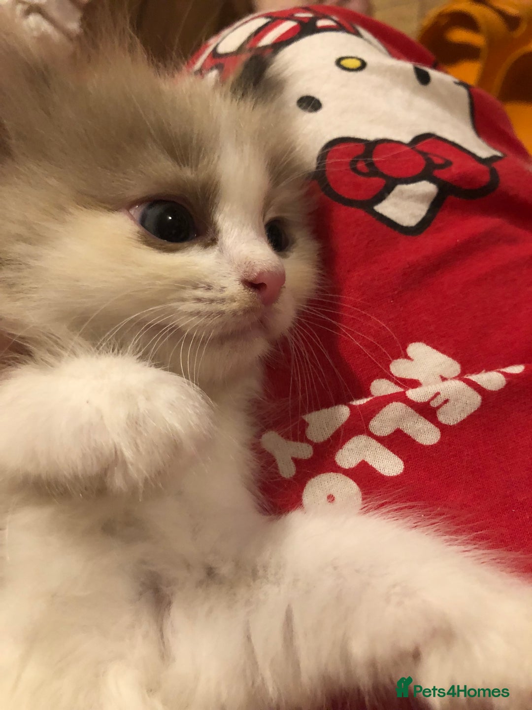 Ragdoll cats for sale: Tica Mink & Sepia Cherubim Ragdoll kittens. 2girls - Image 6