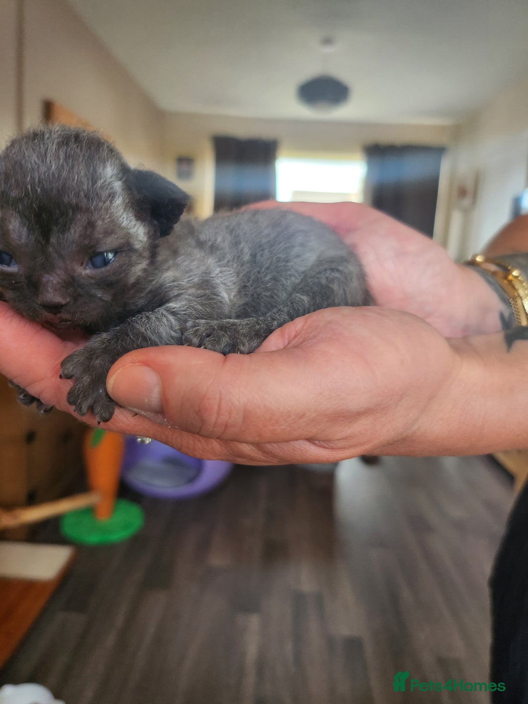 Devon Rex cats for sale: *SOLD*I am taking reservations for my next litter - Image 10