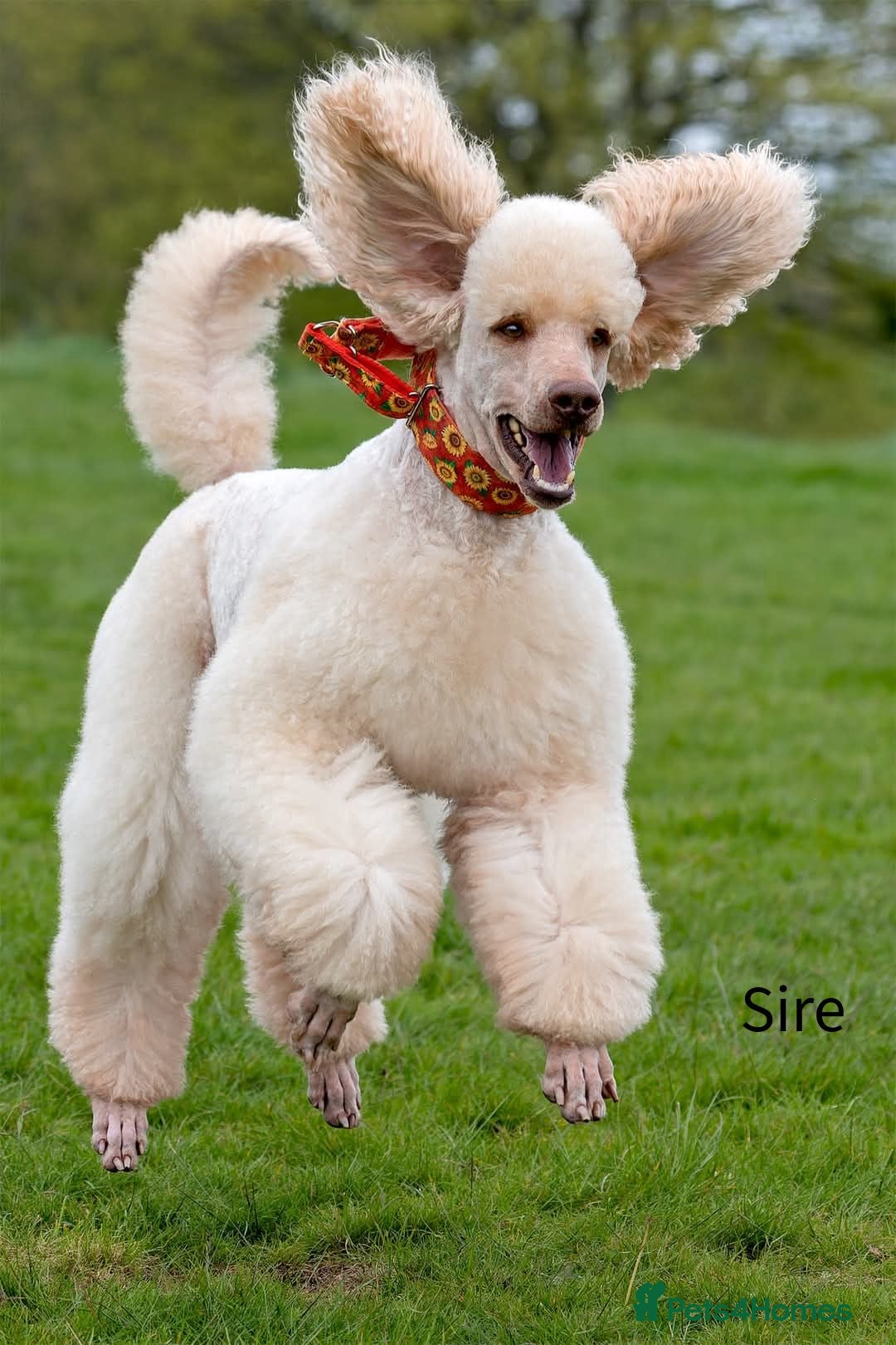 Standard Poodle dogs for sale: Standard Poodle Puppies Looking for Their Families - Image 24
