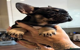 French Bulldog dogs for sale: Quality Frenchbull dogs - Image 3