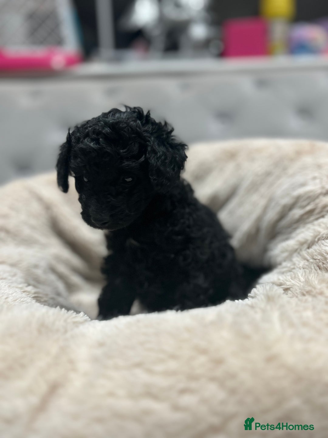 Cavapoo dogs for sale: Gorgeous black toy cavapoo puppy - Advert 3