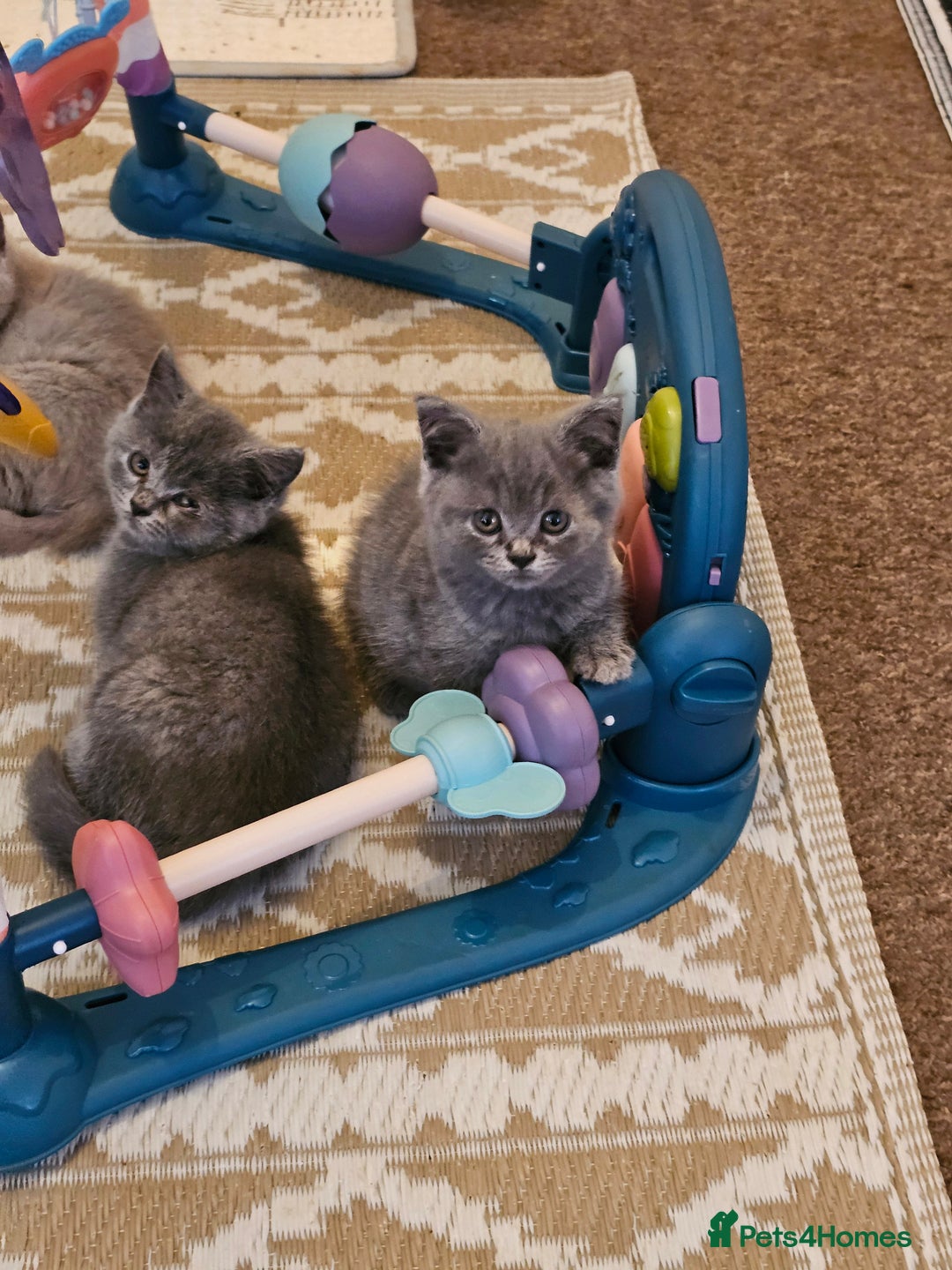 British Shorthair cats for sale: British shorthair and longhair  - Image 4