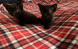 Mixed Breed cats for sale: 2 x Beautiful Kittens  - Image 2