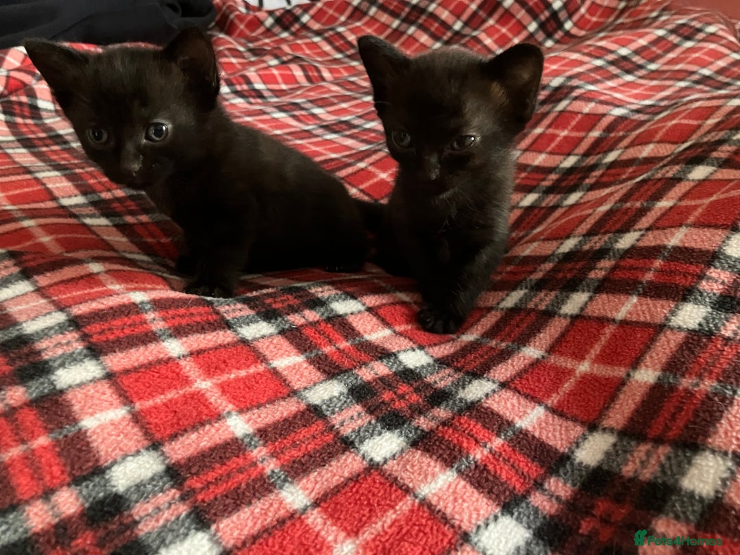 Mixed Breed cats for sale: 2 x Beautiful Kittens  - Image 2