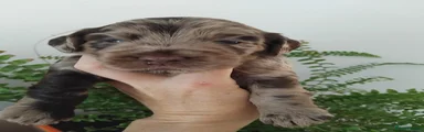 Cockapoo 4