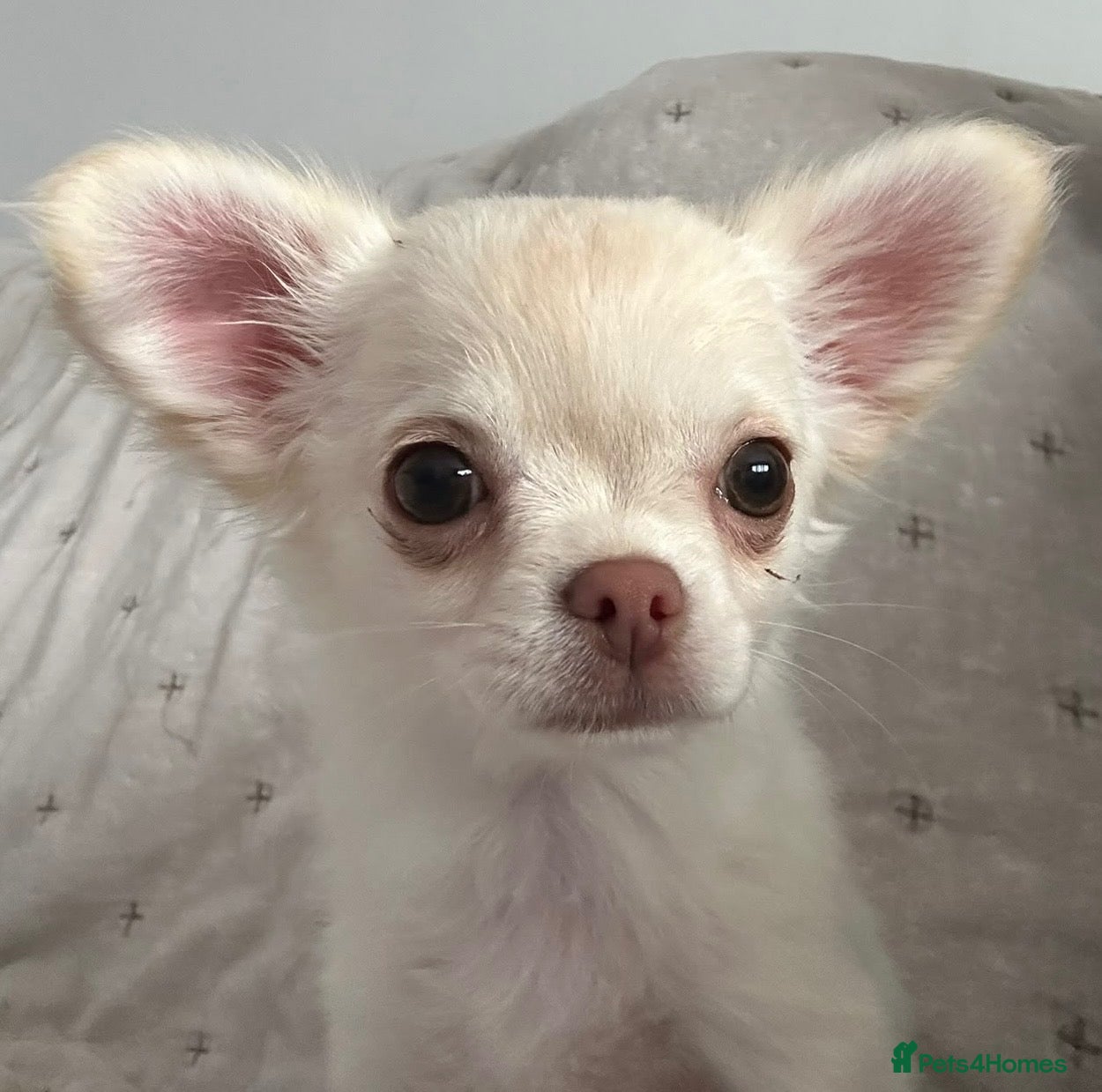 Chihuahua dogs for sale: Ready Now Long Coat Chihuahua  - Advert 17