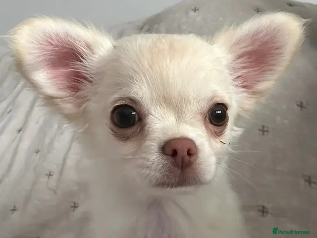 Chihuahua dogs for sale: Ready Now Long Coat Chihuahua - Advert 17
