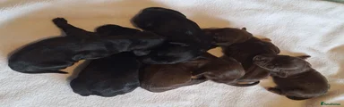 Cocker-Terripoo