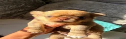 Chihuahua dogs for sale: Stunning Thai chihuahua puppies  - Advert 14