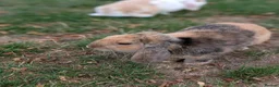 English Lop rabbits for sale: Male English lop  - Advert 2