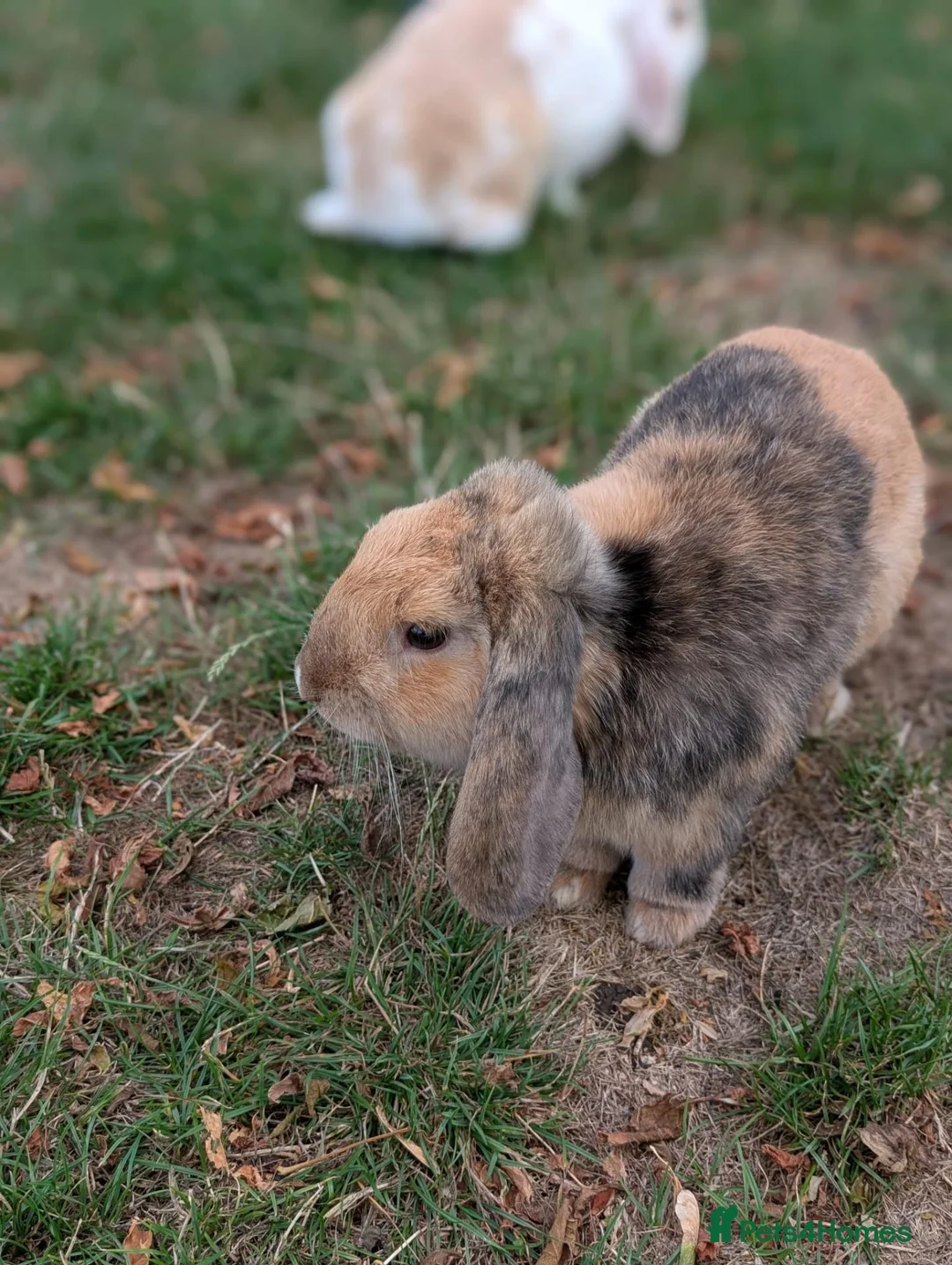 English Lop rabbits for sale: Male English lop  - Advert 2