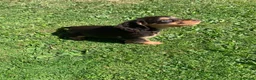 Cocker Spaniel dogs for sale: Cocker spaniel bitch pup in Leeds - Advert 1