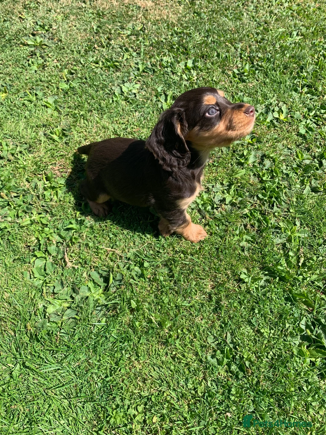 Cocker Spaniel dogs for sale: Cocker spaniel bitch pup in Leeds - Advert 1
