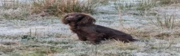 Cocker Spaniel dogs for sale: Two Black Cocker Females - Advert 8