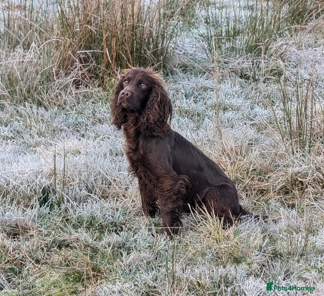 Cocker Spaniel dogs for sale: Two Black Cocker Females - Advert 8
