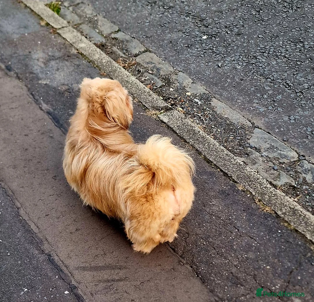 Shih Tzu dogs for sale: Shiela  in Glasgow - Advert 2