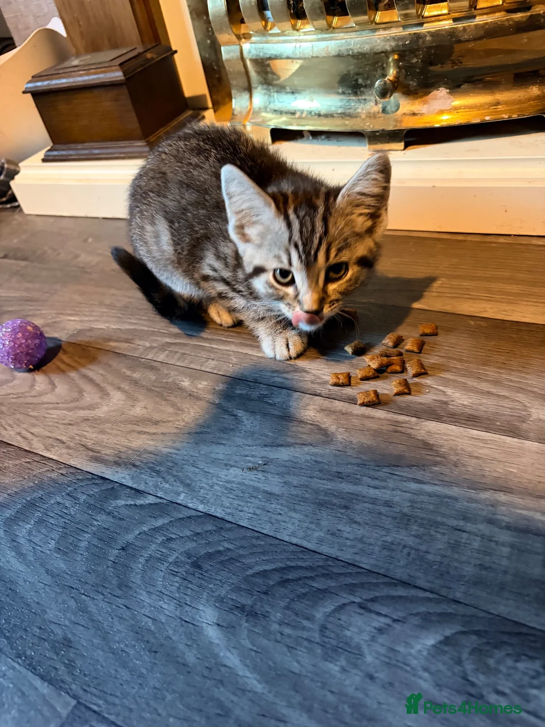 Mixed Breed cats for sale: Silver tabby female ready now  - Advert 2