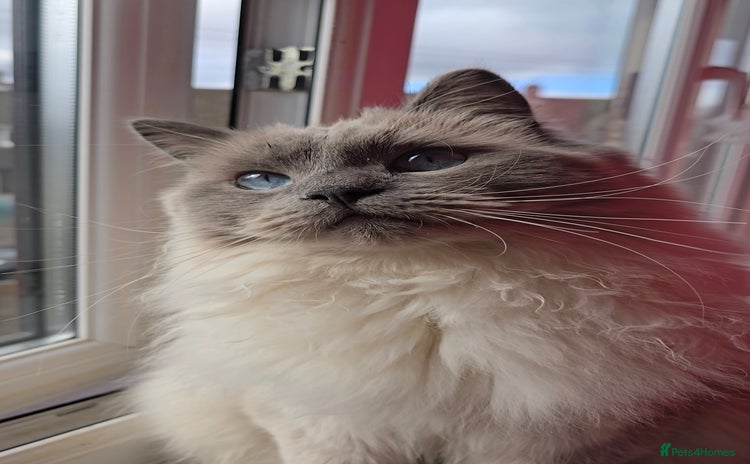 Ragdoll cats - Advert 4