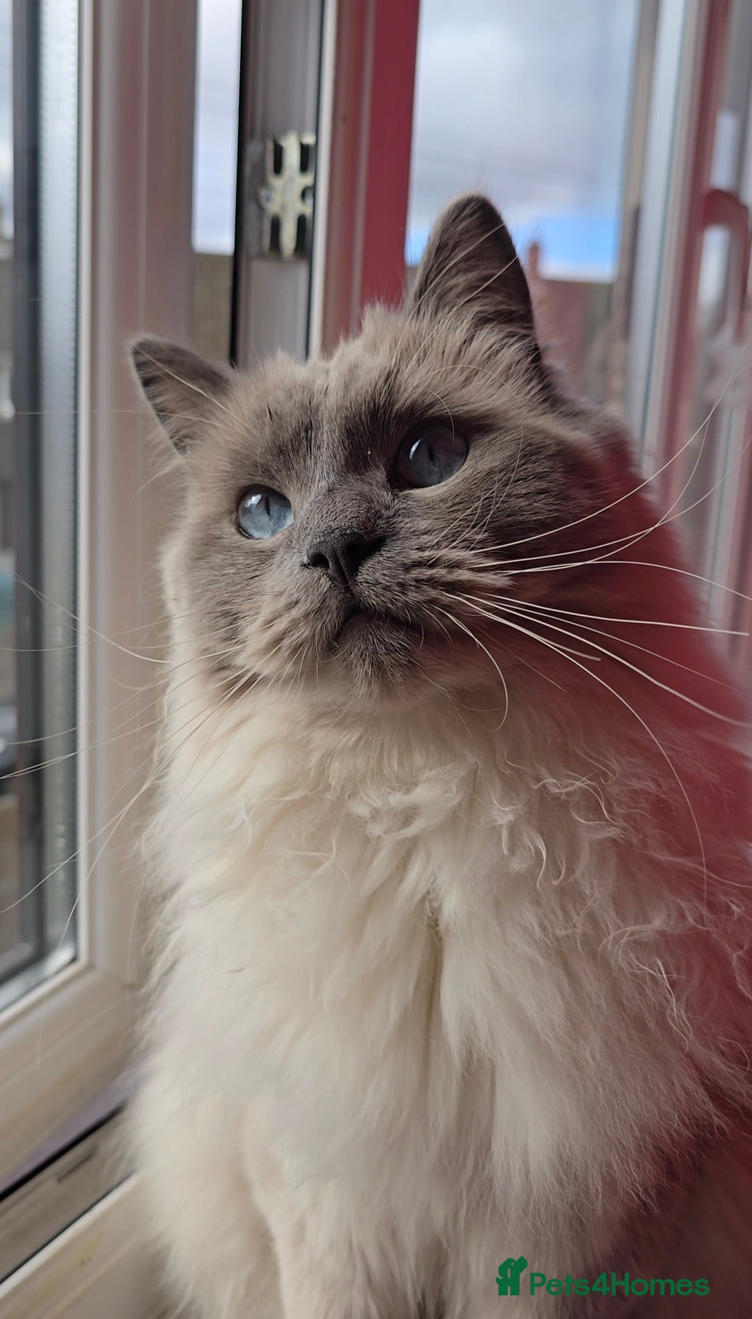 Ragdoll cats for sale: Ragdoll for sale  - Image 1