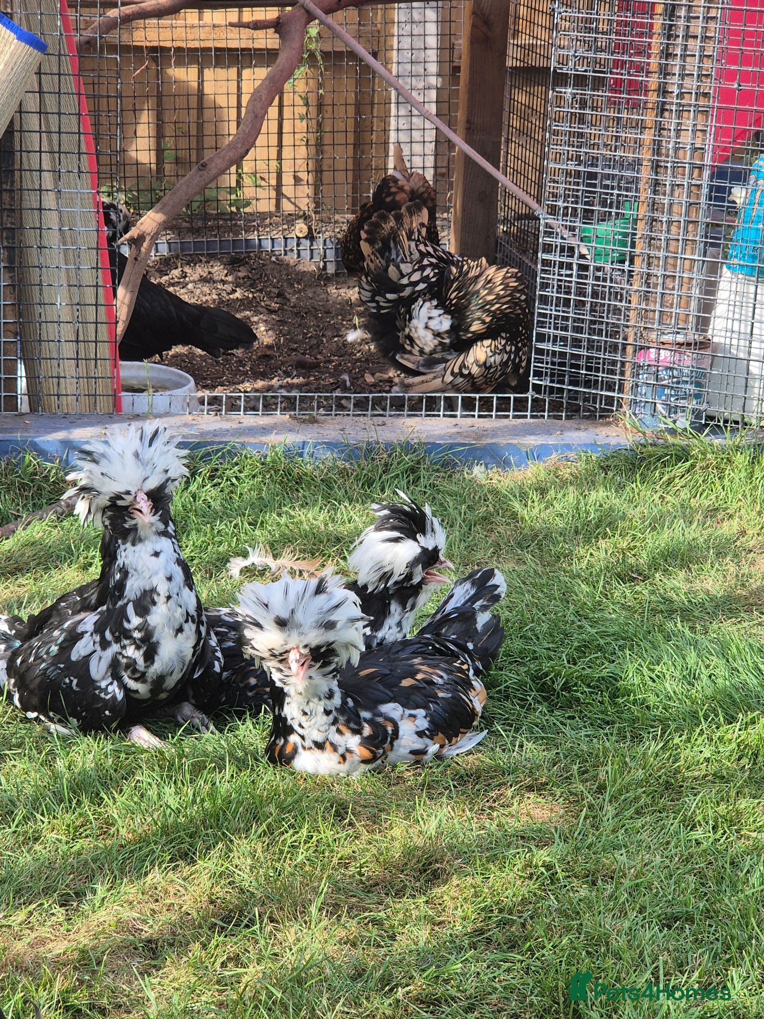 Chickens poultry Tolbunt polish chicks - Advert 1