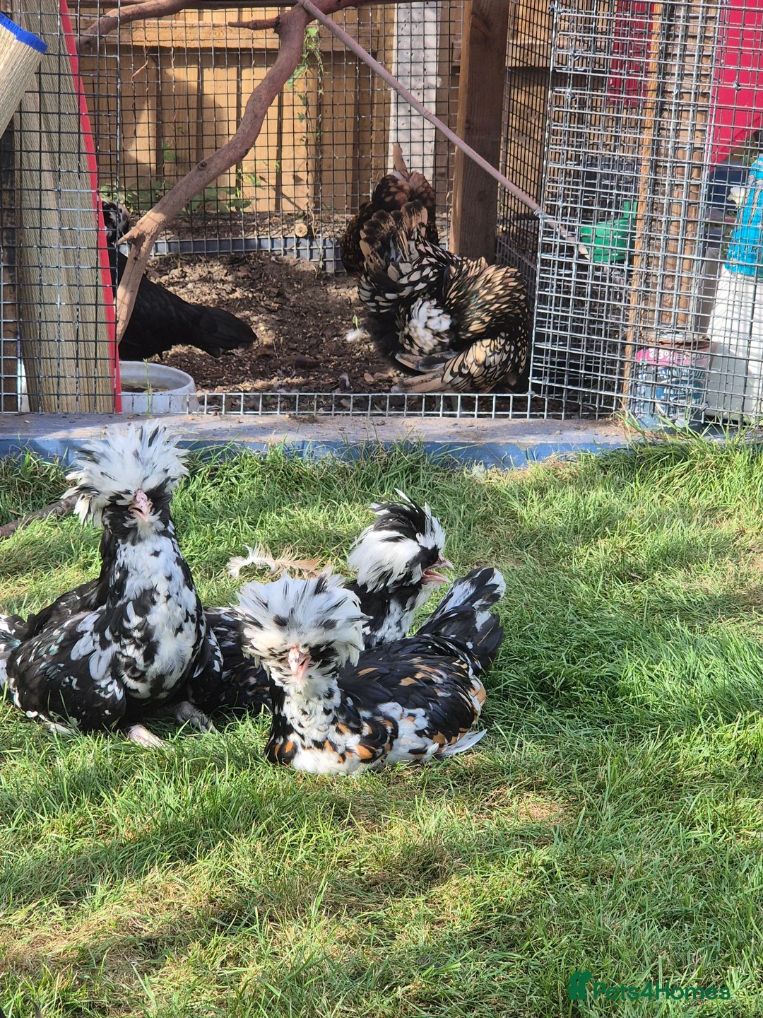Chickens poultry for sale: Tolbunt polish chicks in Guildford - Advert 1