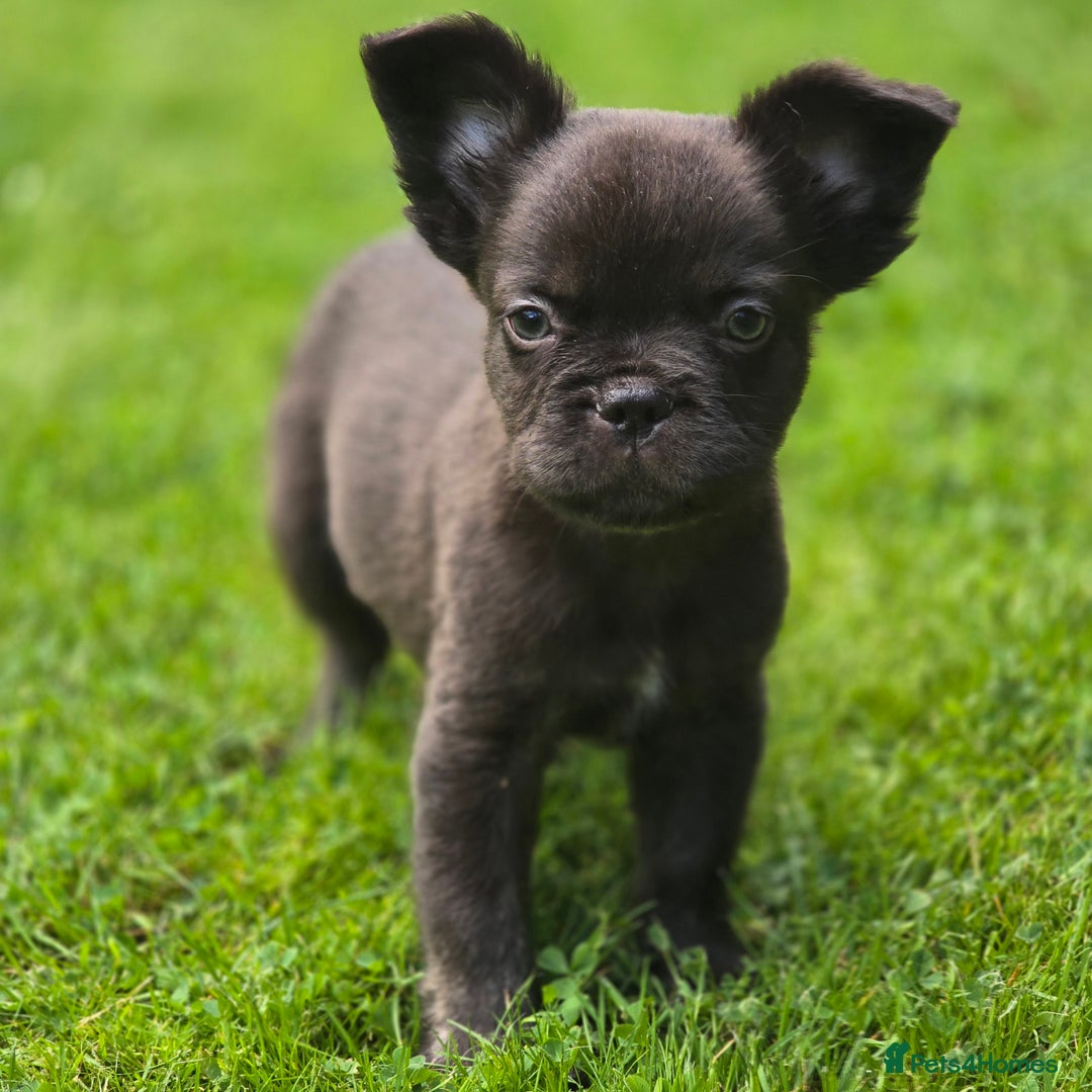 French Bulldog dogs for sale: Fluffy French Bulldog Puppies  - Image 4