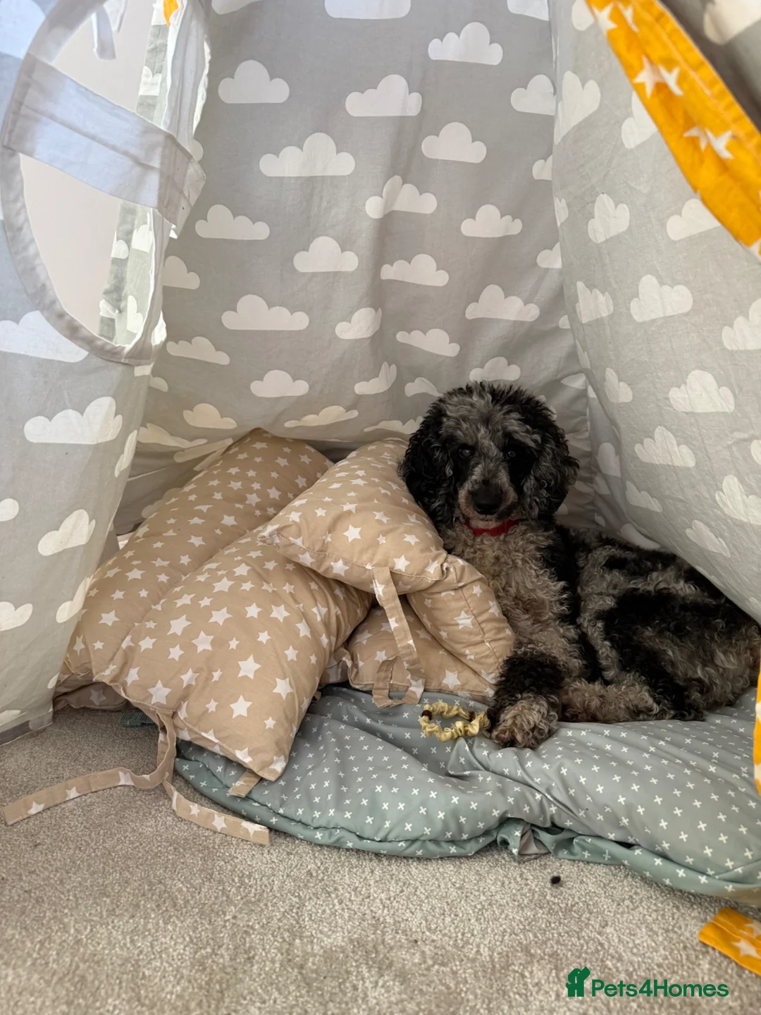 Miniature Poodle dogs for stud: PROVEN Miniature Merle Poodle 🩷🌸 - Advert 2