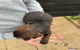 Mixed Breed dogs for sale: Outstanding quality litter of twelve pups - Image 25