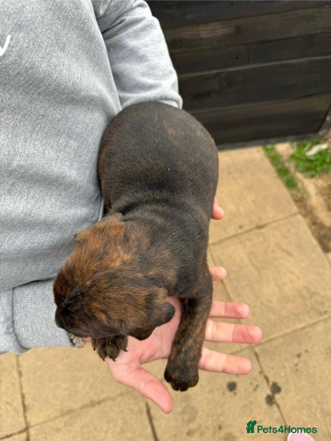 Mixed Breed dogs for sale: Outstanding quality litter of twelve pups - Image 25