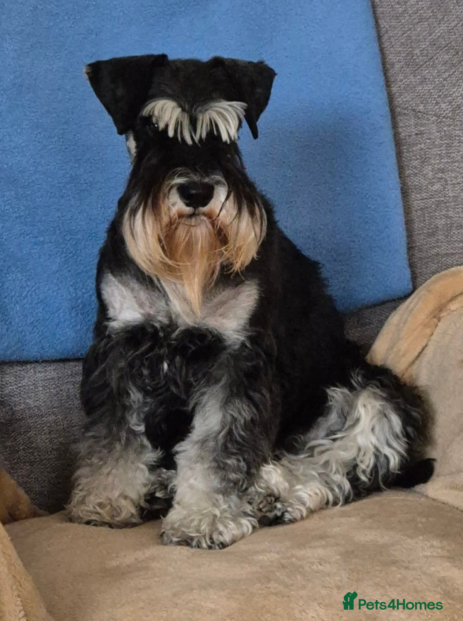 Miniature Schnauzer dogs MINIATURE SCHNAUZER BLACK & SILVER - Advert 2