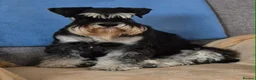 Miniature Schnauzer dogs for sale: MINIATURE SCHNAUZER BLACK & SILVER - Advert 1
