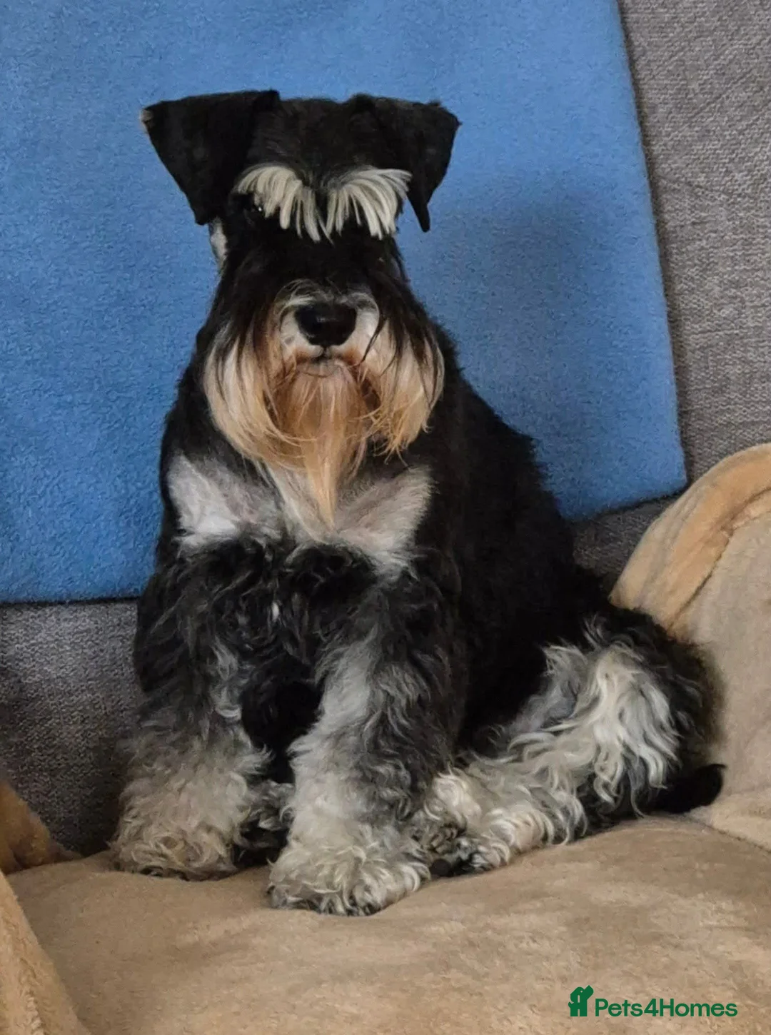 Miniature Schnauzer dogs for sale: MINIATURE SCHNAUZER BLACK & SILVER - Advert 1