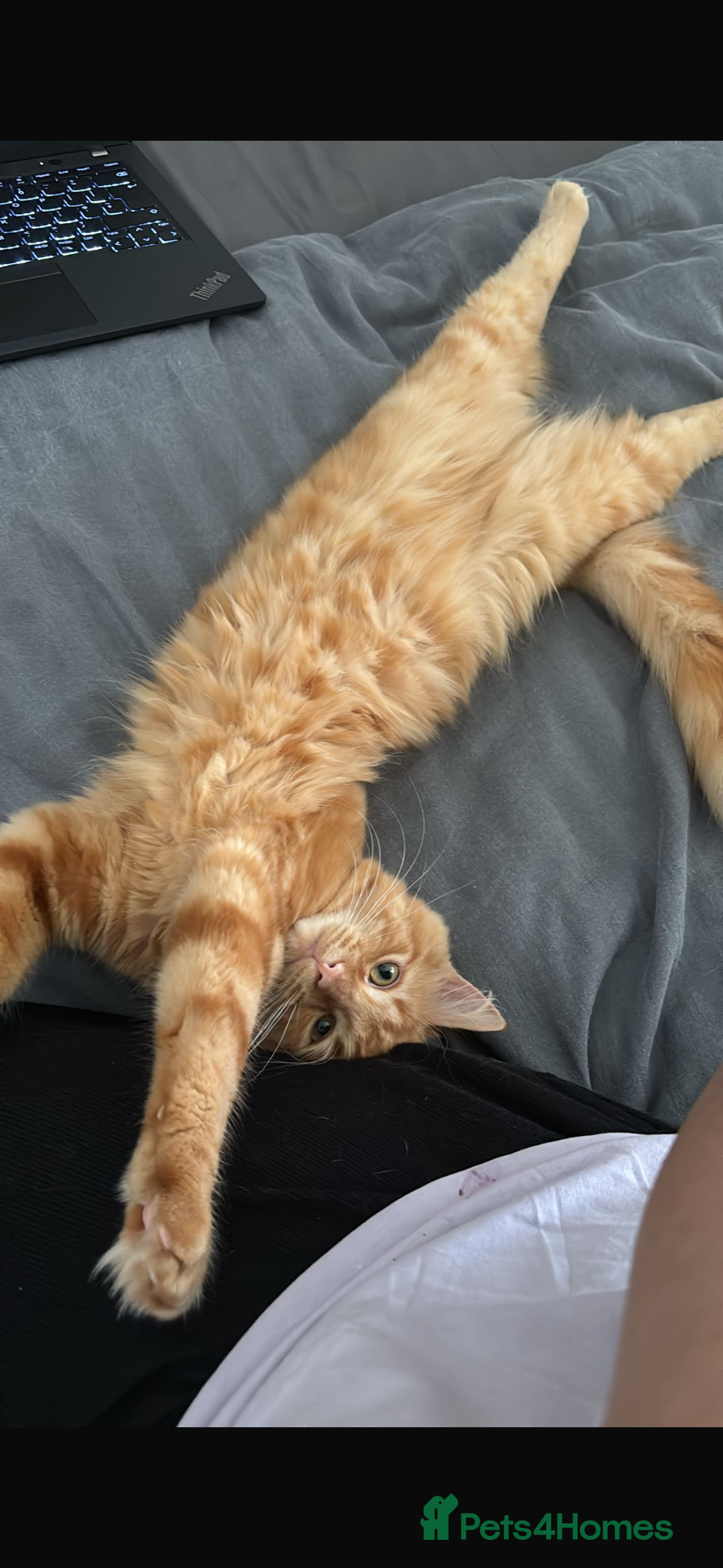 Mixed Breed cats for sale: Ginger Male Ragdoll - Image 7