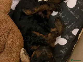 Cockapoo dogs pickles - Advert 2