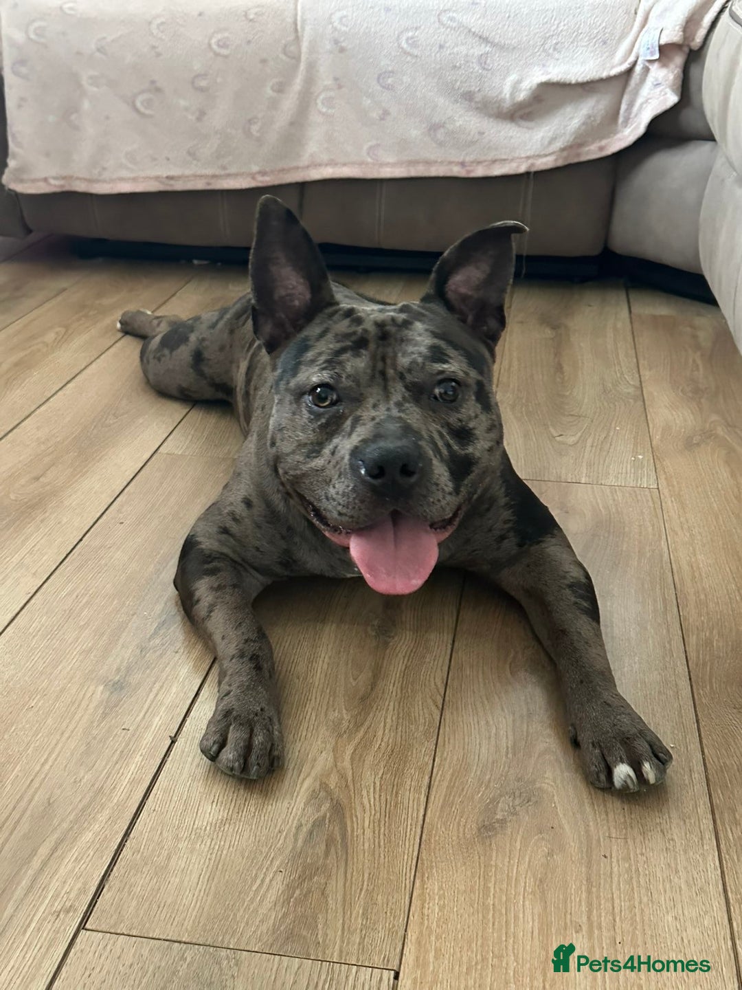 Mixed Breed dogs for sale: Storm - Advert 7