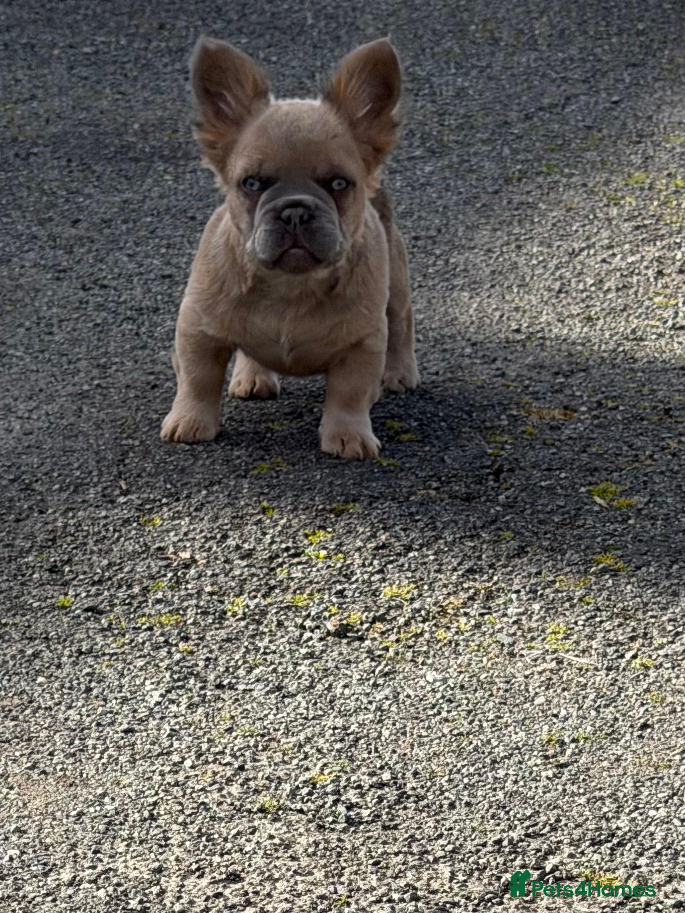 French Bulldog dogs 2 gorgeous French bulldog puppies  - Advert 3