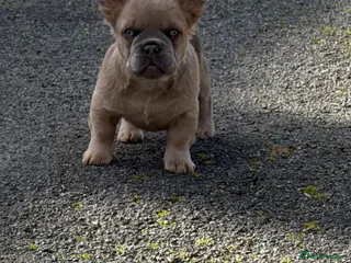 French Bulldog dogs 2 gorgeous French bulldog puppies - Advert 3