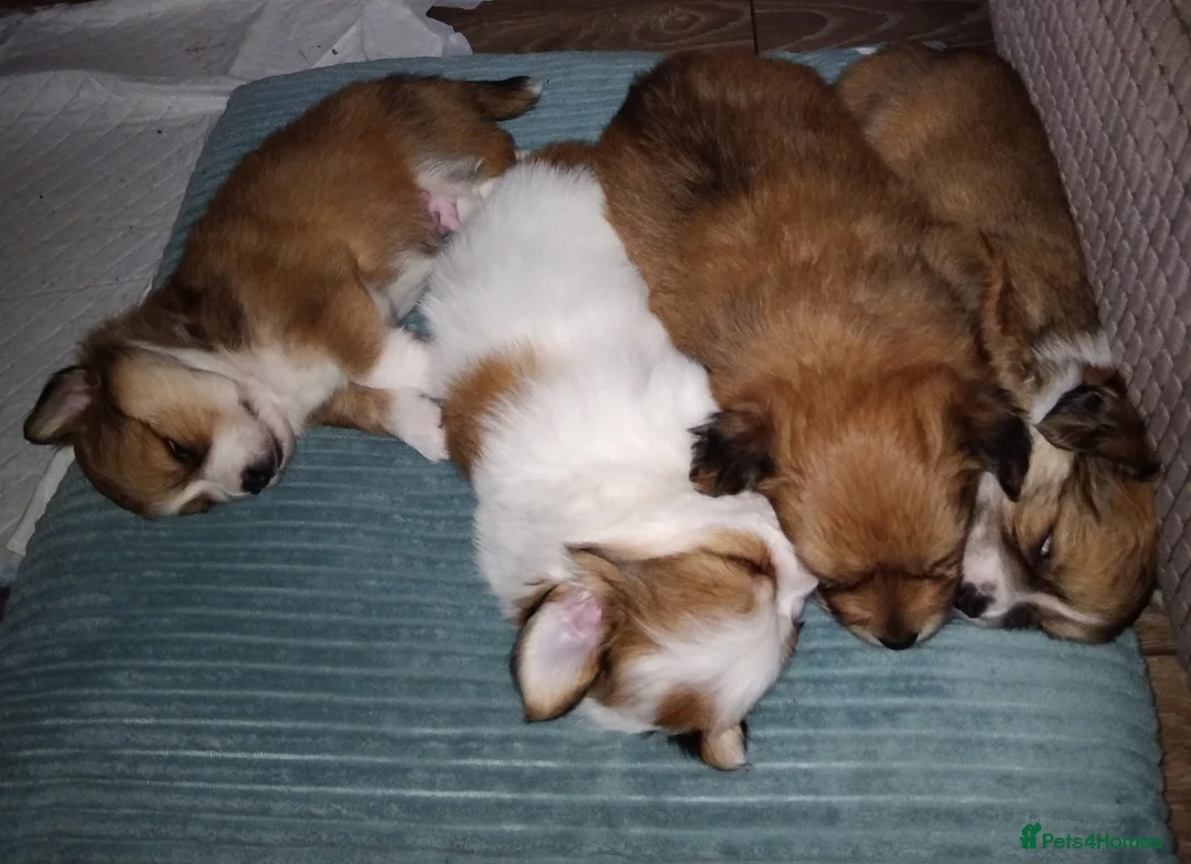 Pomchi dogs for sale: Pomchi puppies - Advert 18