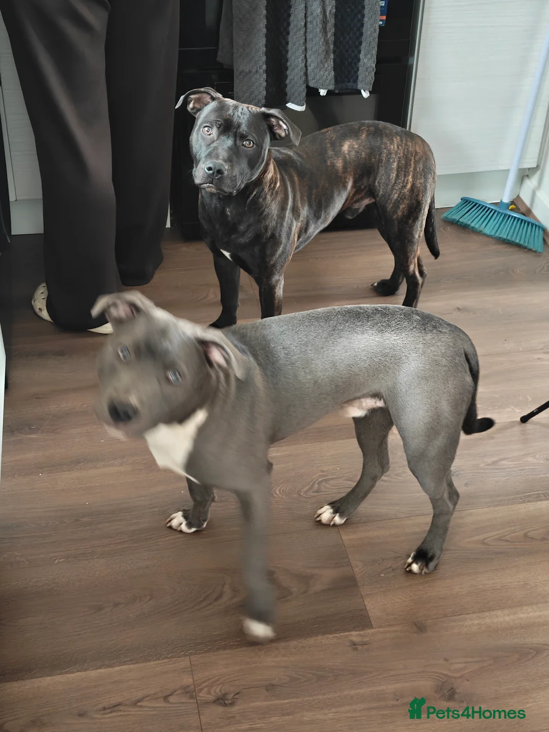 Mixed Breed dogs for sale: 2 Boy Staffys - Advert 11