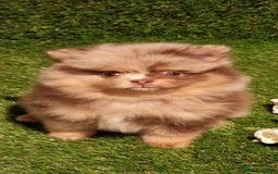 Pomeranian dogs for sale: 🧸💥 TOPQUALITY XXS UNIQUE POMERANIAN PUPPIES 🧸💥 - Image 6
