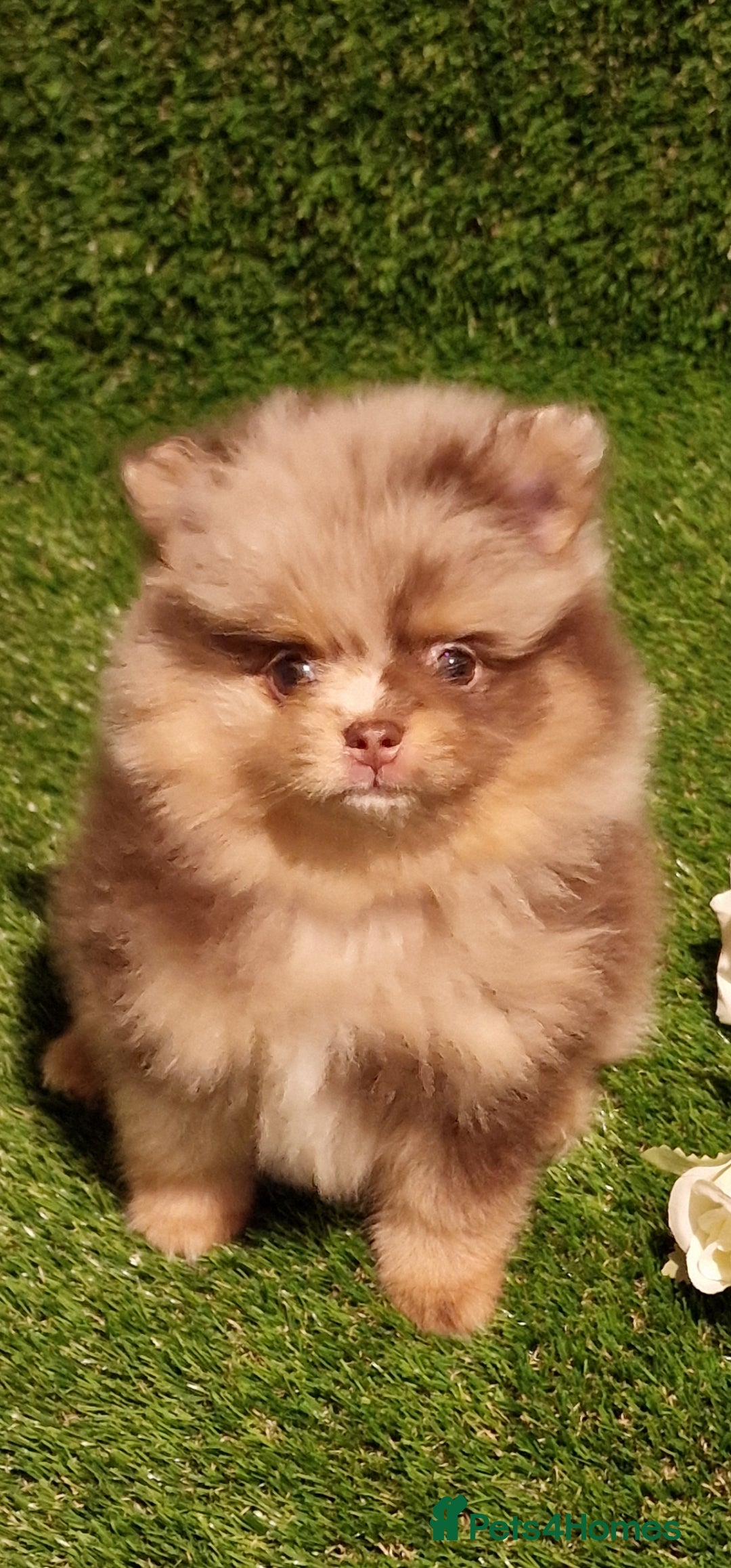 Pomeranian dogs for sale: 🧸💥 TOPQUALITY XXS UNIQUE POMERANIAN PUPPIES 🧸💥 - Image 6