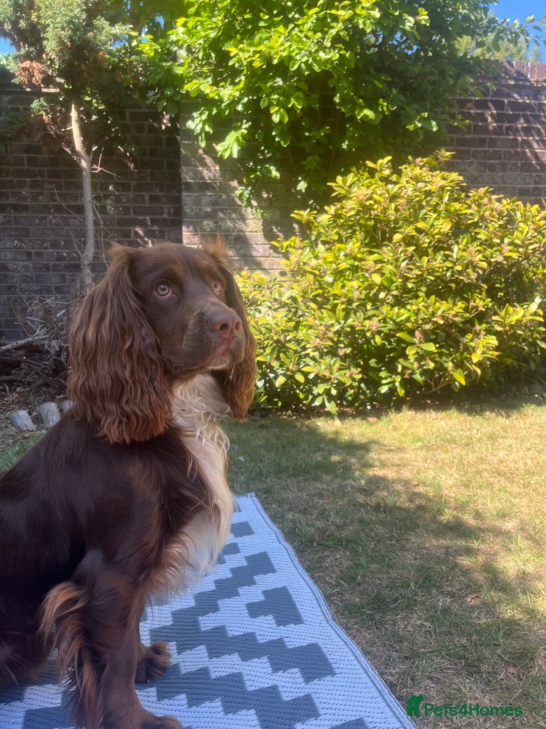 Cocker Spaniel dogs for stud: Working cocker spaniel available for stud  - Image 4