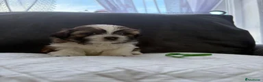 Shih Tzu 3